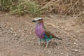 Lilac-Brested Roller, Sabi Sand Game Reserve, &copy;Brian Jones